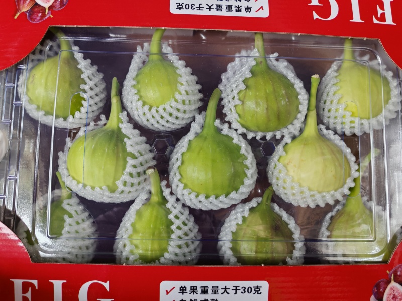 基地无花果