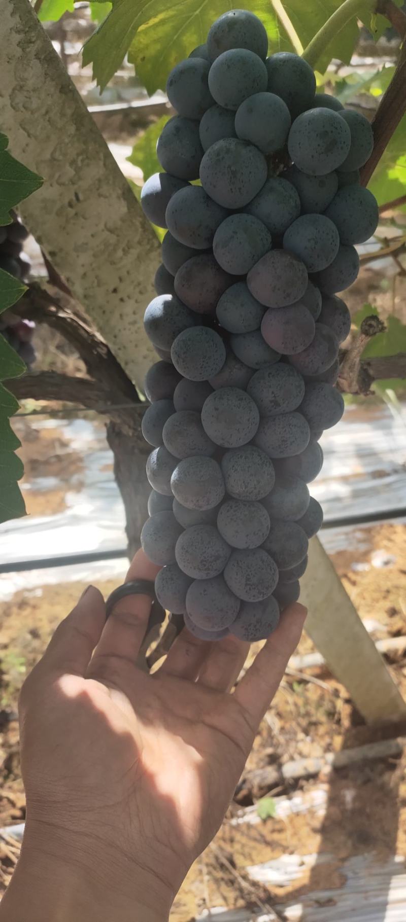 云南黑提太量上市