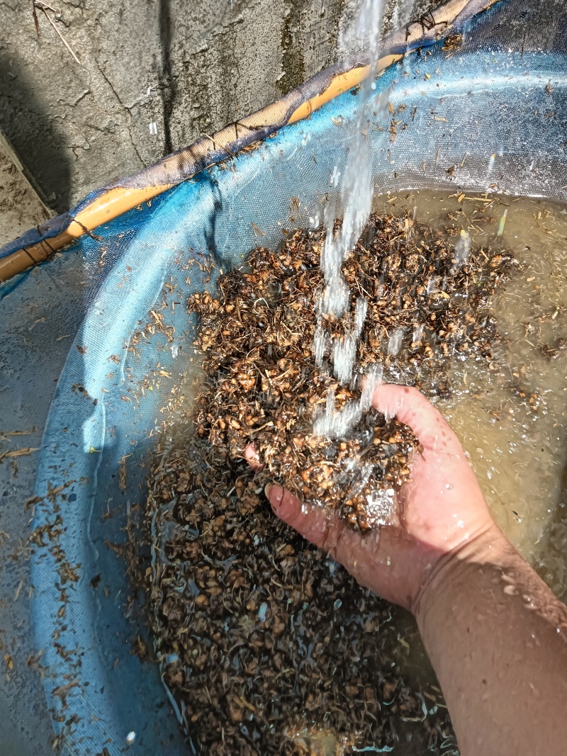 野生猫爪草三斤多点，