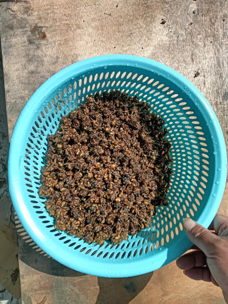野生猫爪草三斤多点，