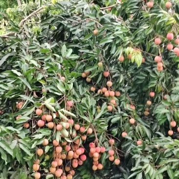 鸳鸯桂味荔枝