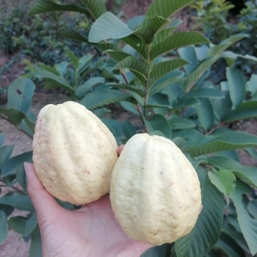 白心蕃石榴