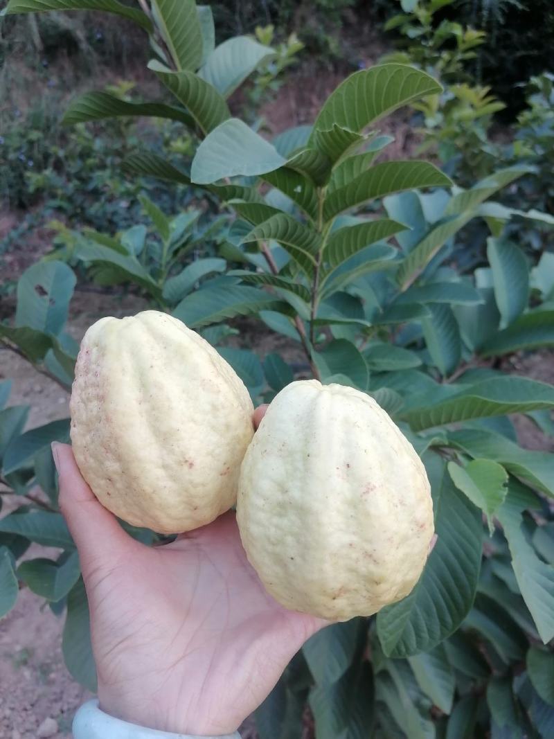 白心蕃石榴