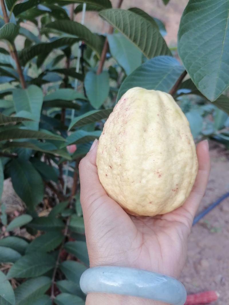 白心蕃石榴