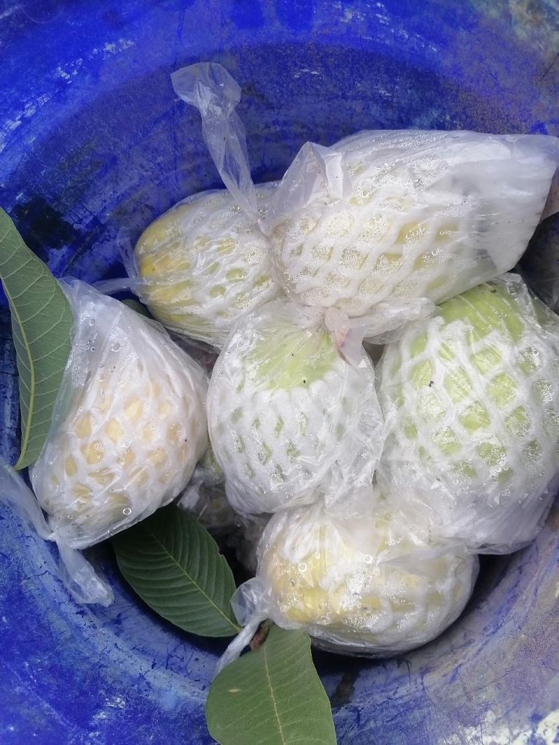 白心蕃石榴