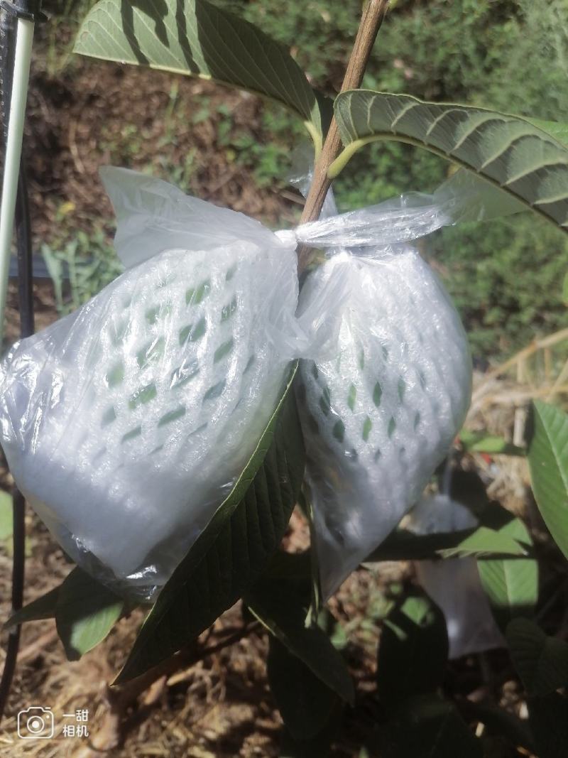 白心蕃石榴