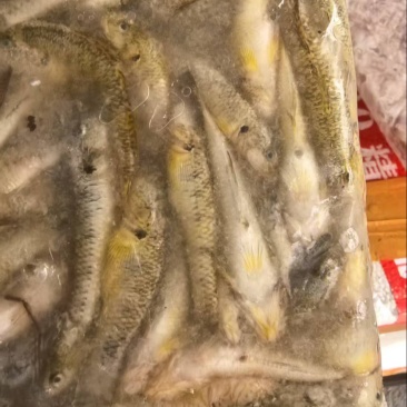 小黄鱼5～7公分3～5公分都有量比较大长期合作批发