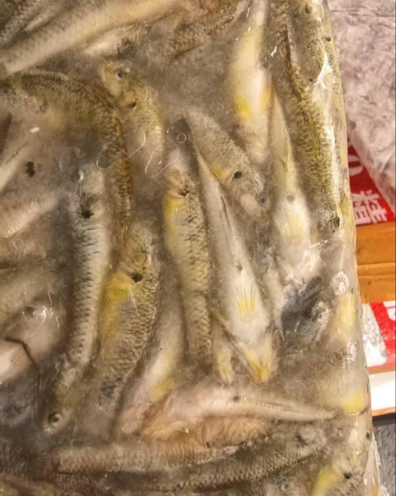 小黄鱼5～7公分3～5公分都有量比较大长期合作批发