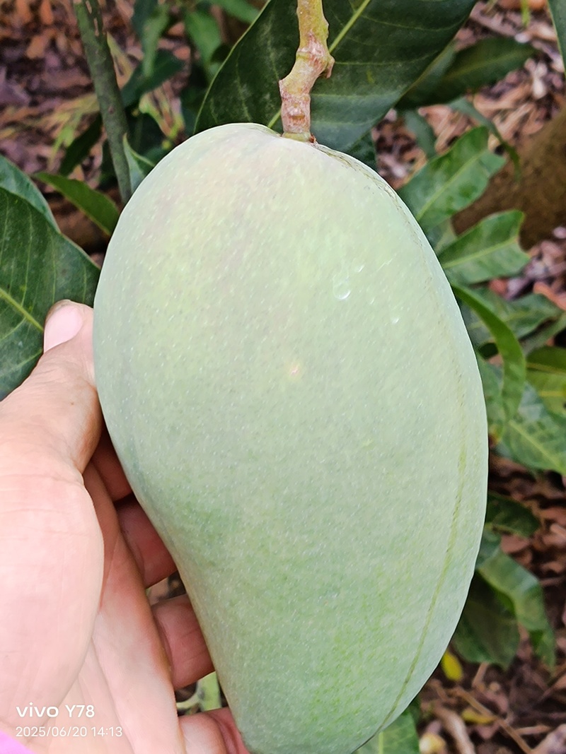 芒果台农