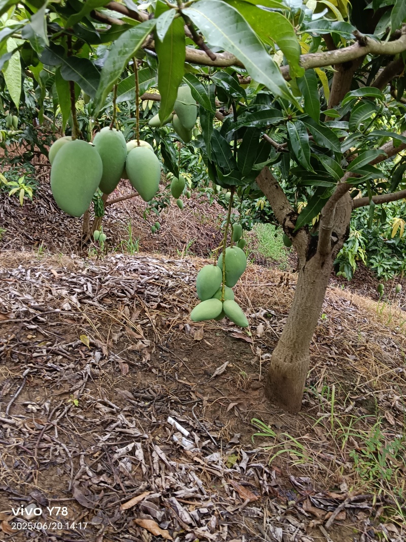 芒果台农