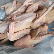 肉鸽7-9两的白条鸽