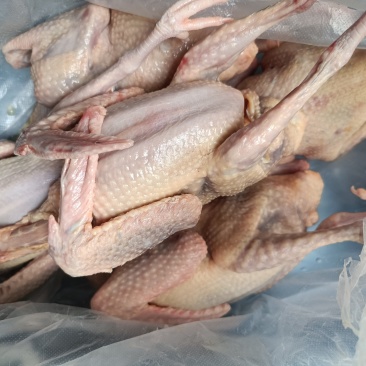 肉鸽7-9两的白条鸽