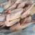 肉鸽7-9两的白条鸽