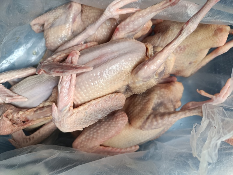 肉鸽7-9两的白条鸽