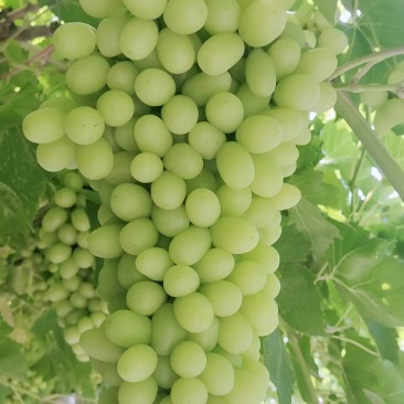 新疆无核白