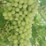 新疆无核白