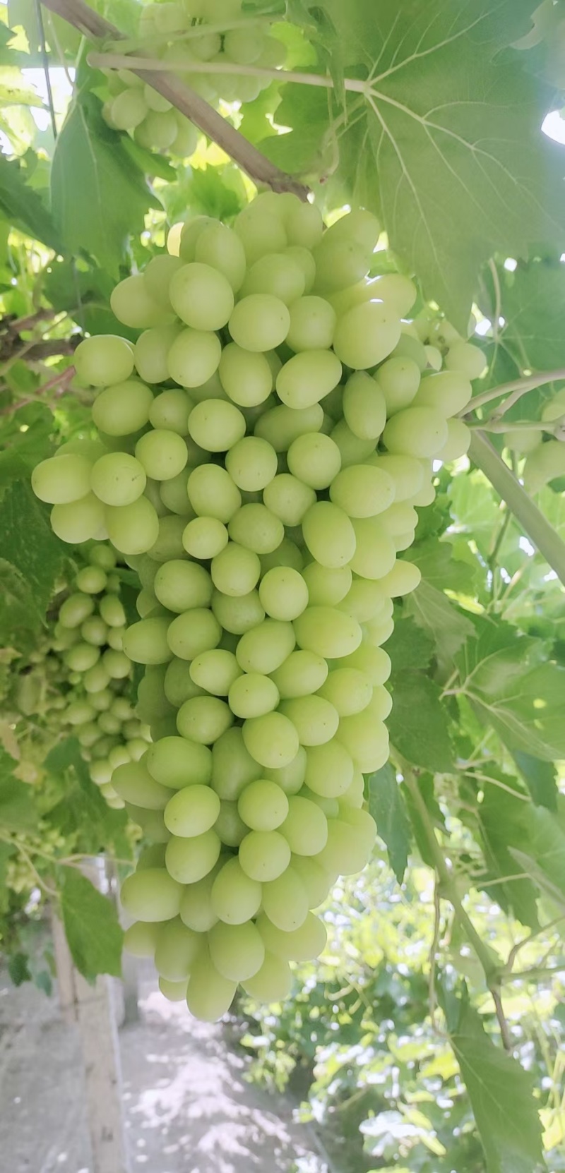 新疆无核白