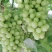 新疆无核白