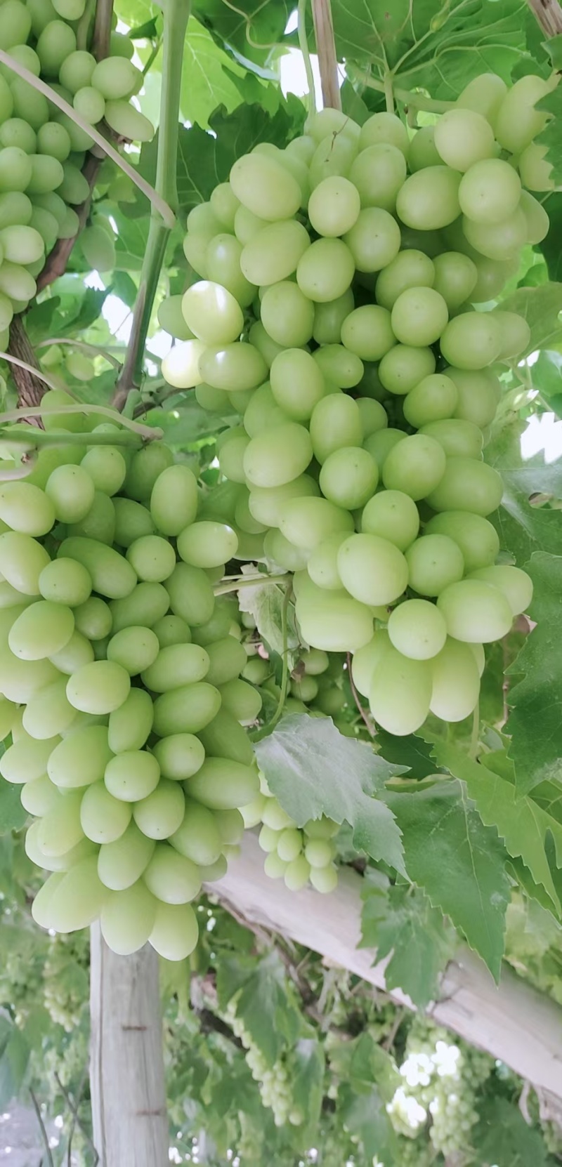 新疆无核白