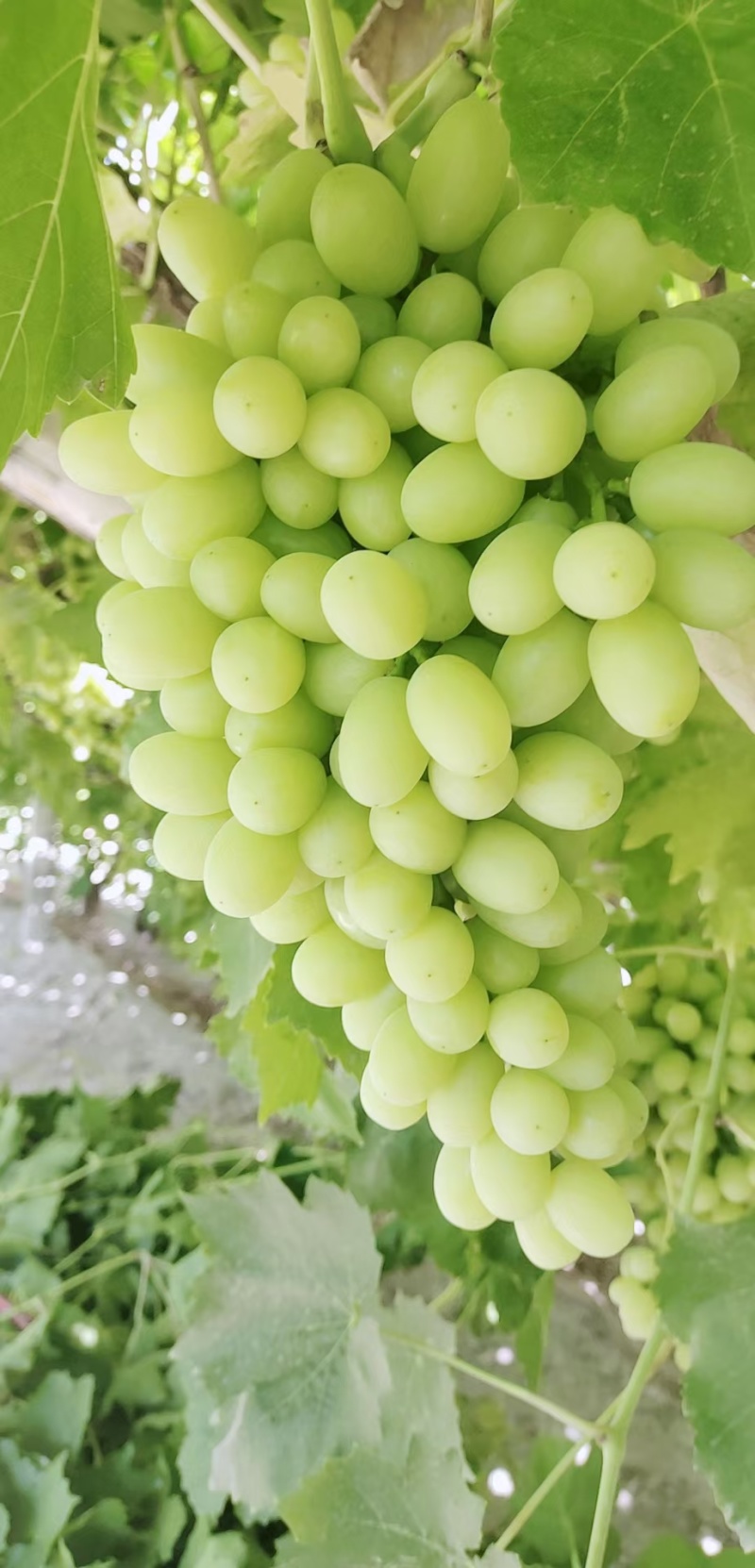 新疆无核白