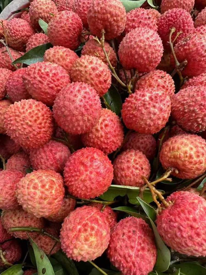 桂味荔枝