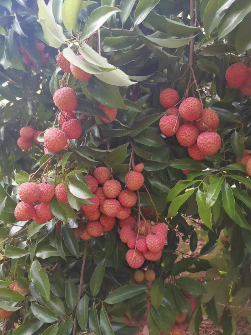 桂味荔枝