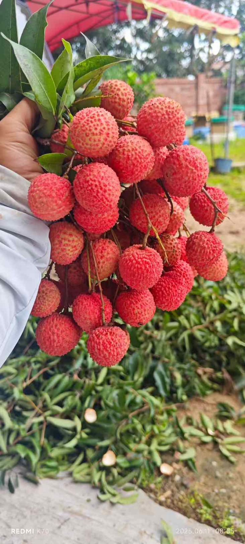 桂味荔枝