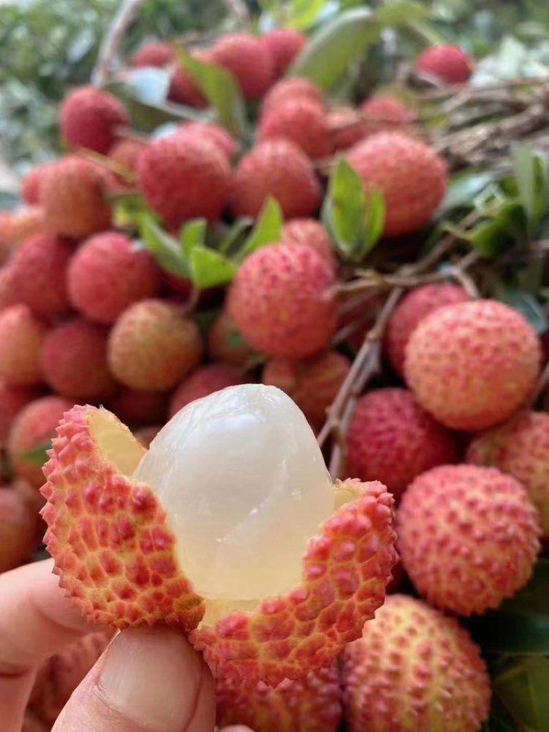 桂味荔枝