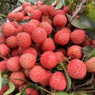 桂味荔枝