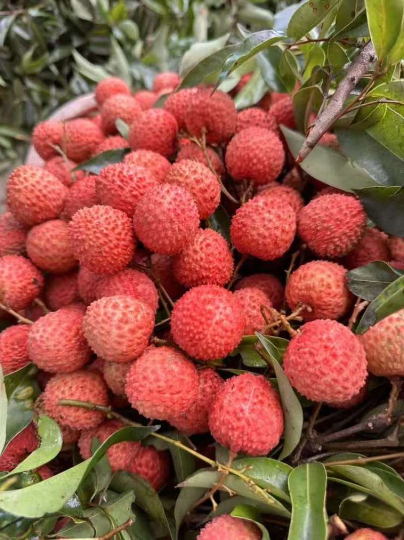 桂味荔枝