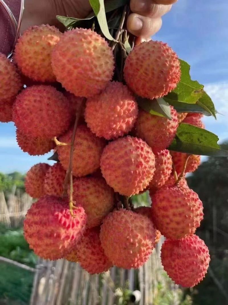 桂味荔枝