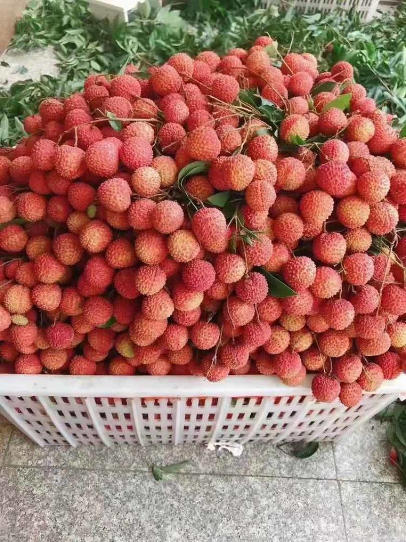 桂味荔枝