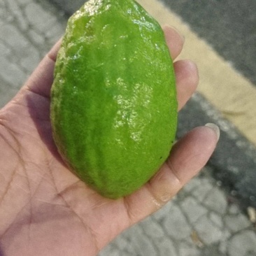 无籽香水柠檬