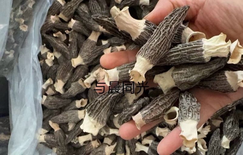 原生态羊肚菌