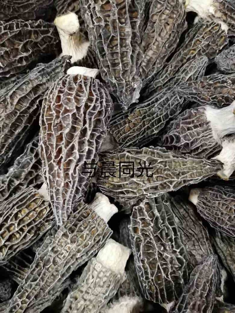 原生态羊肚菌