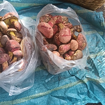 野生菌，代收，代购