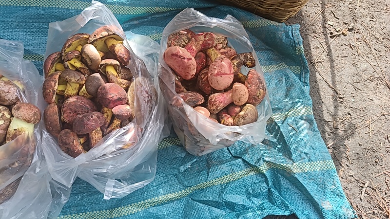 野生菌，代收，代购