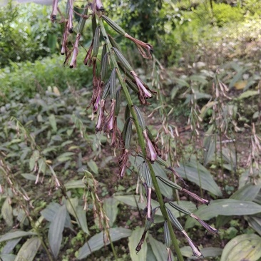 毛磁姑紫花和杜娟一号果夹