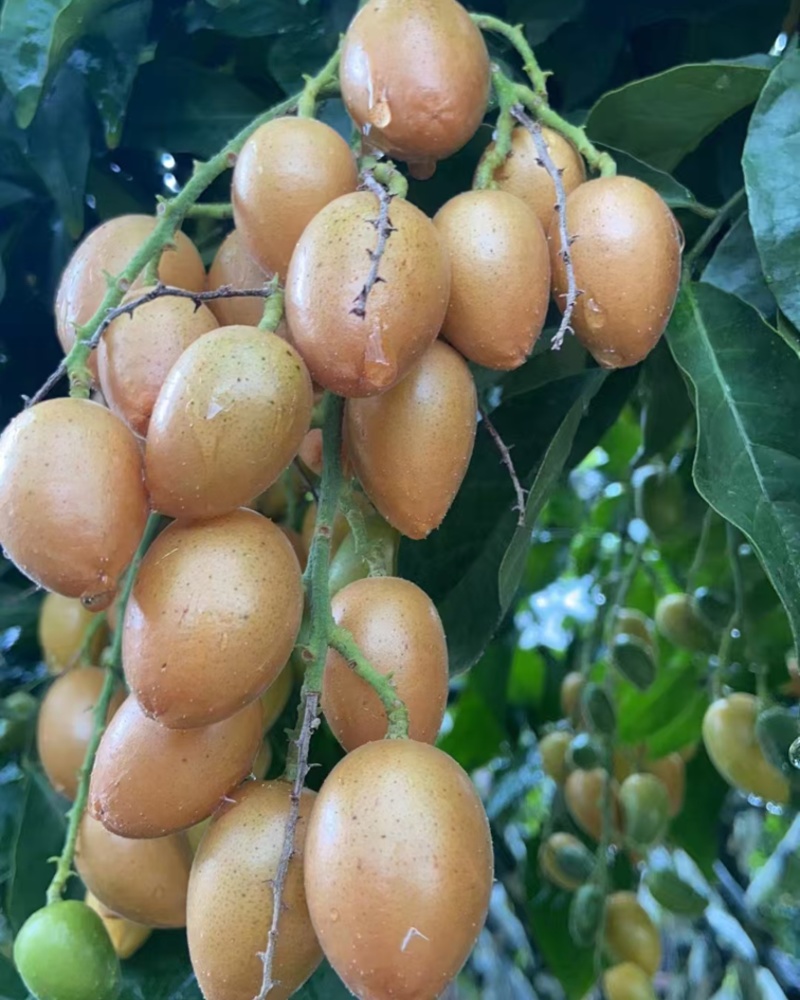 黄皮鸡心果
