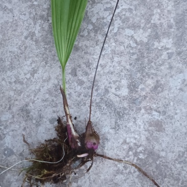 野生红球毛慈菇
