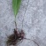 野生红球毛慈菇