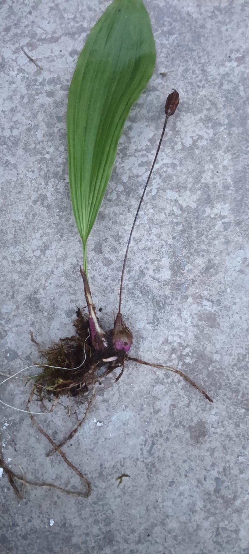 野生红球毛慈菇