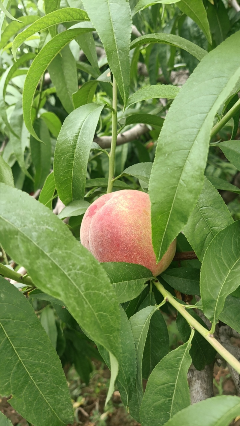 蜜桃