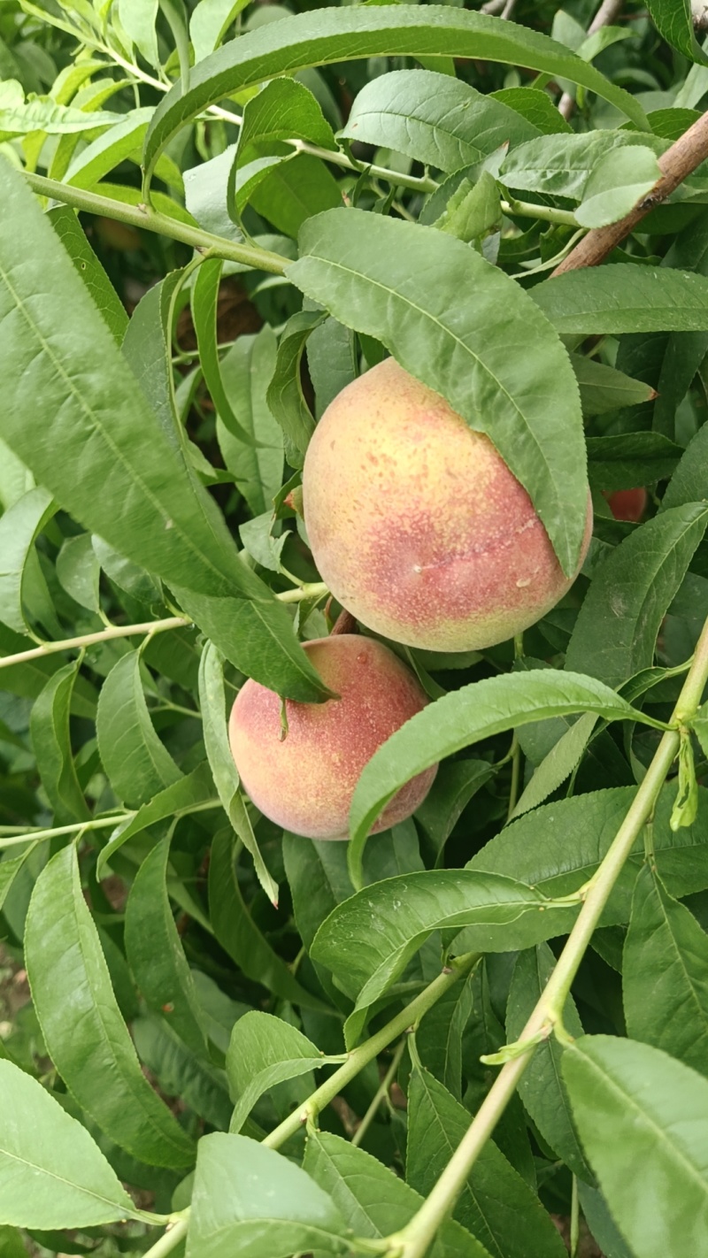 蜜桃