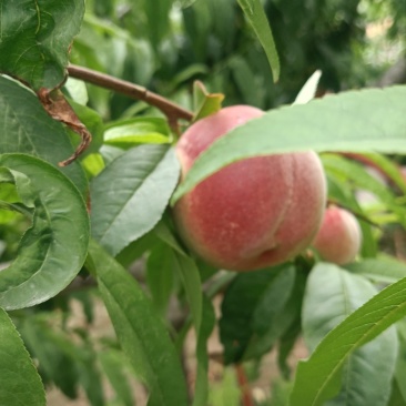 蜜桃