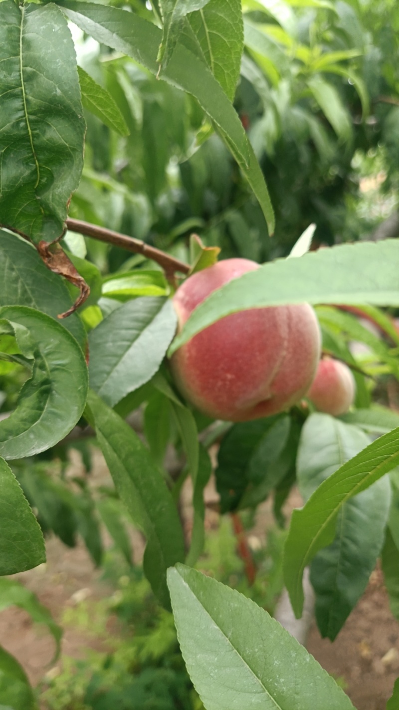 蜜桃
