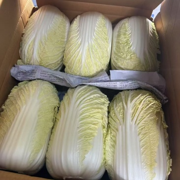 大娃娃菜