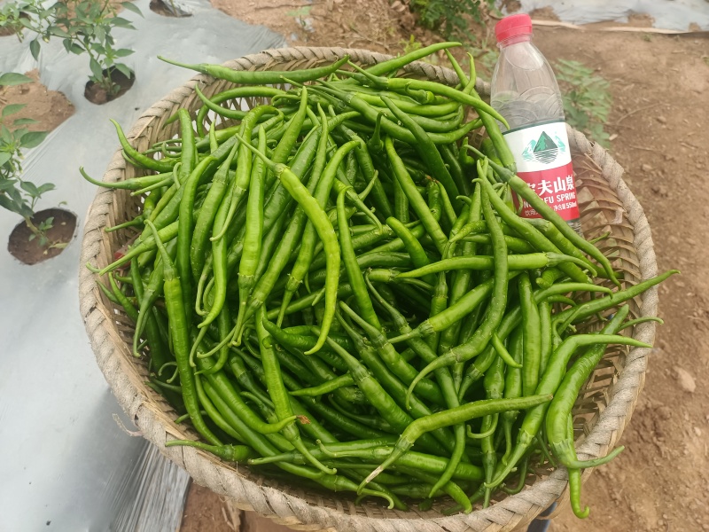 农家自种二荆条辣椒