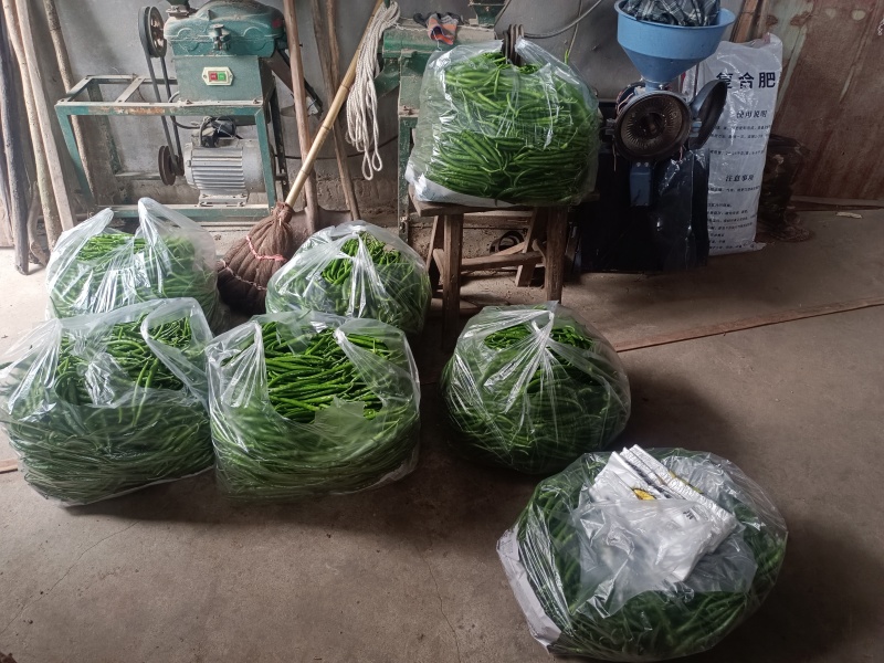 农家自种二荆条辣椒