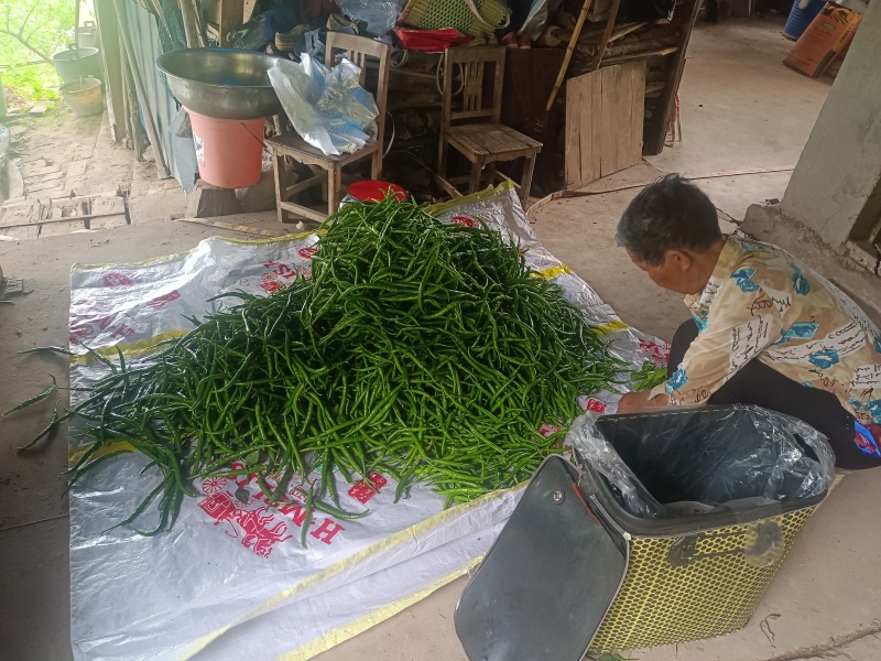农家自种二荆条辣椒
